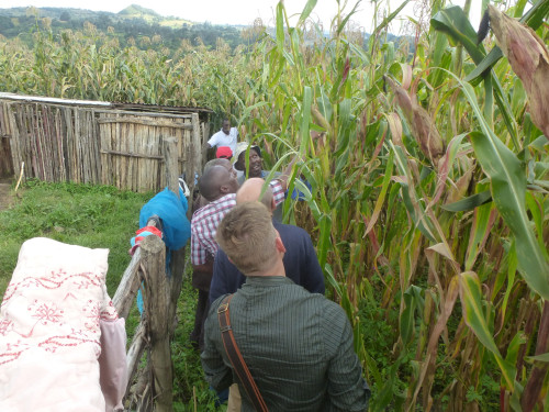 Visit to the Maize Fields with german and kenyan Partners and kenyan Farmers in Makueni County (Kenya), 2022.
